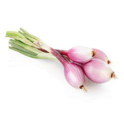 OIGNON ROUGE BOTTE X6